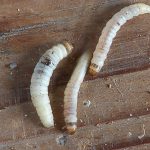 Small White Worms In House