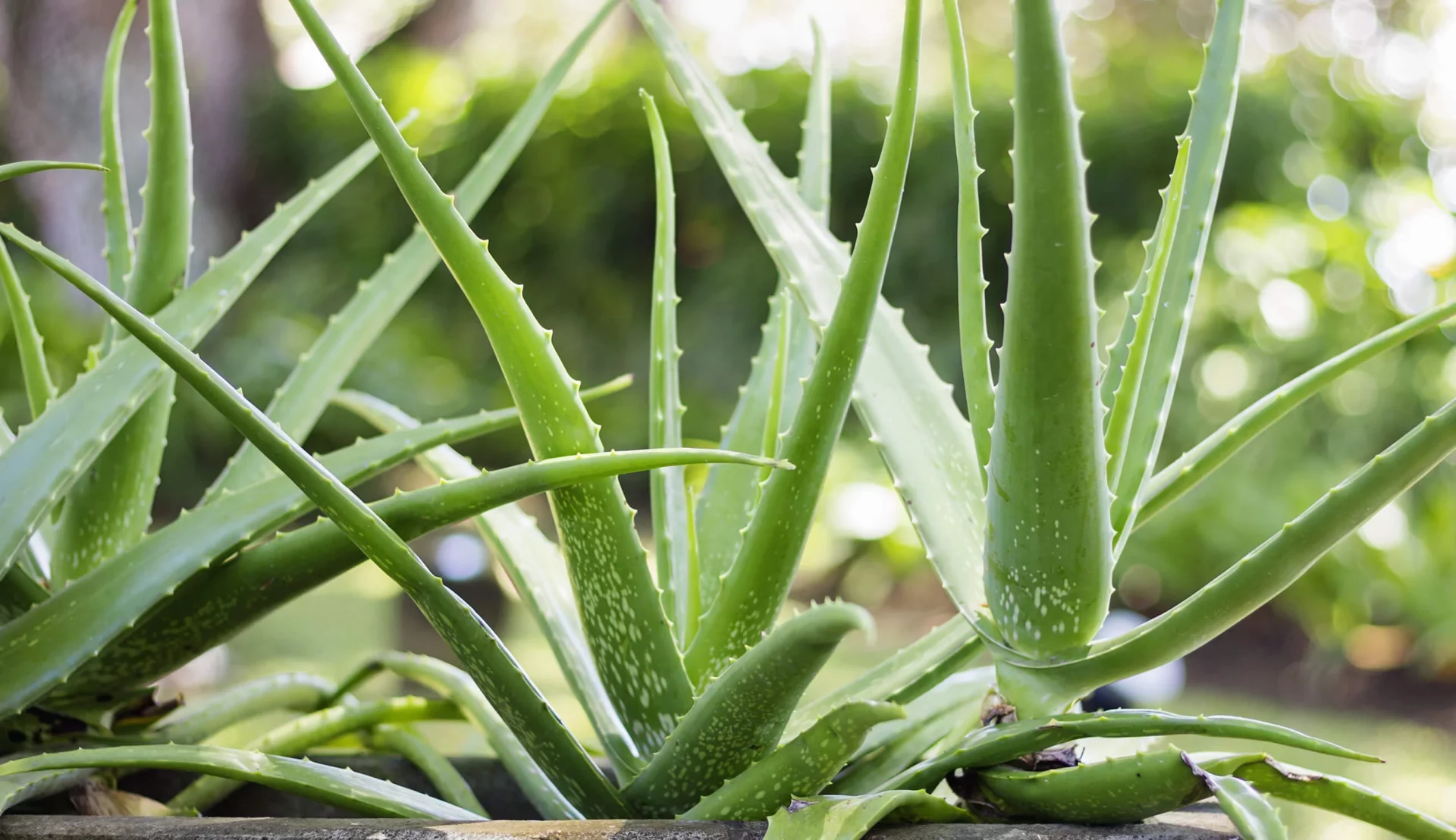 Benefits of Aloe Vera for the Face and Skin!