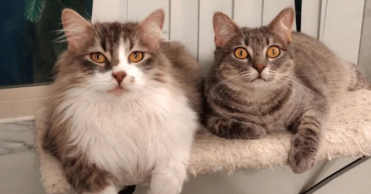 Where Cats Have These Sensory Hairs